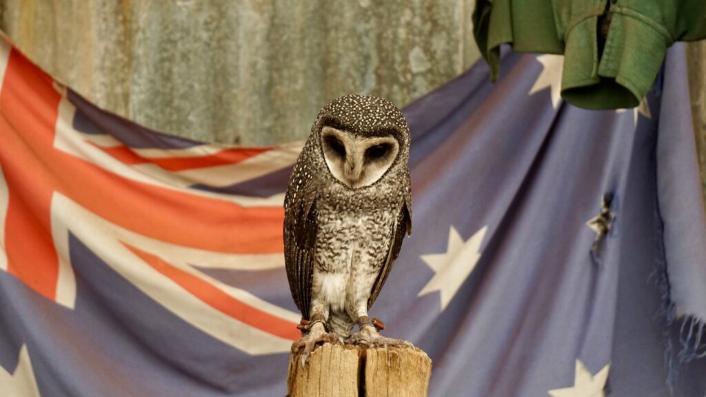 an owl sitting on top of a wooden post