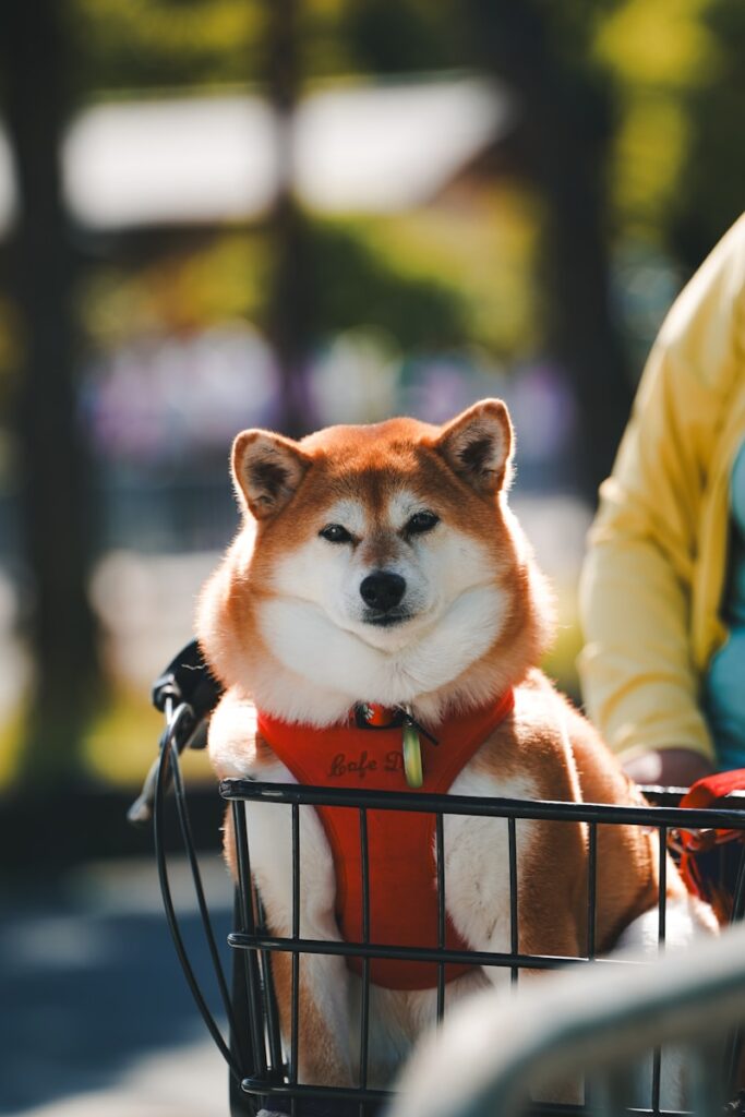 a dog sitting in a basket on the back of a bike