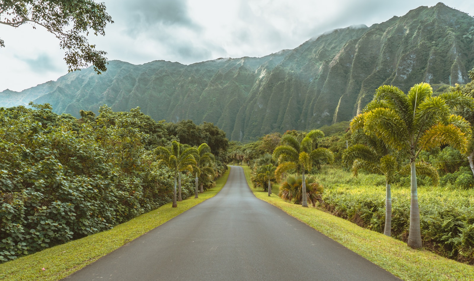 asphalt road beside trees